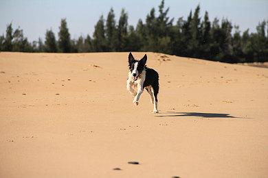 《滑板4》未来将在PS5和Xbox Series X|S上测试